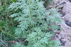 Artemisia absinthium ehk koirohi