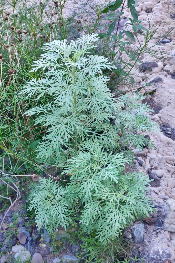 Artemisia absinthium ehk koirohi